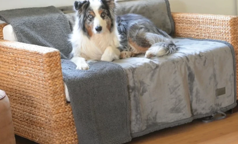 Hund auf einer weichen, schützenden Sofadecke